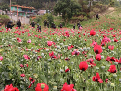 matas de amapola