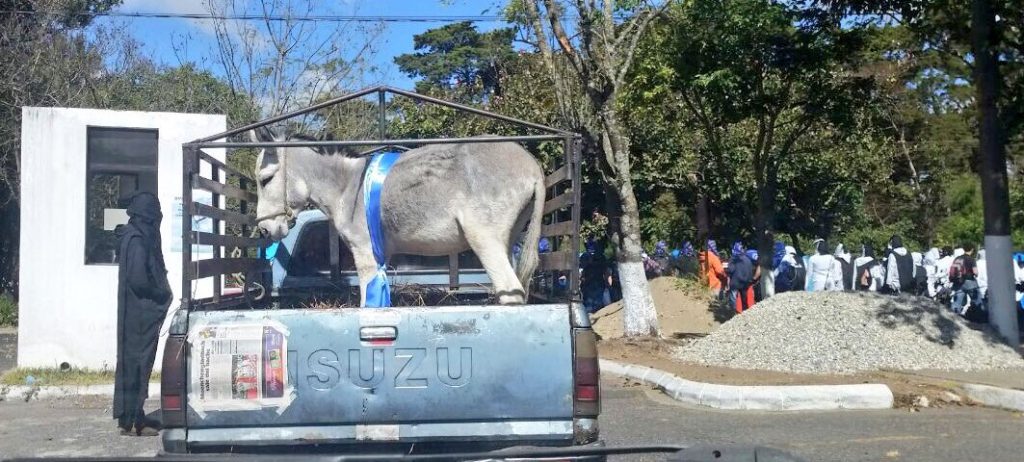 Burro Imita a Jimmy Morales